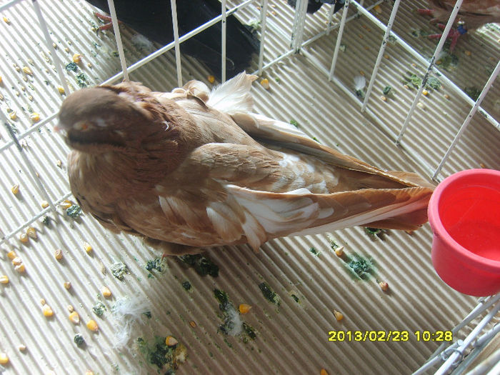 S8304395 - Expozitie Brasov 22-24 feb 2013