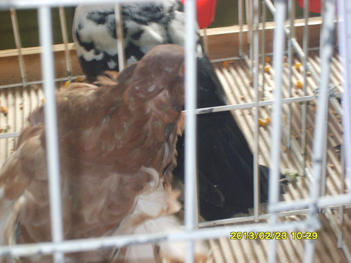 S8304396 - Expozitie Brasov 22-24 feb 2013