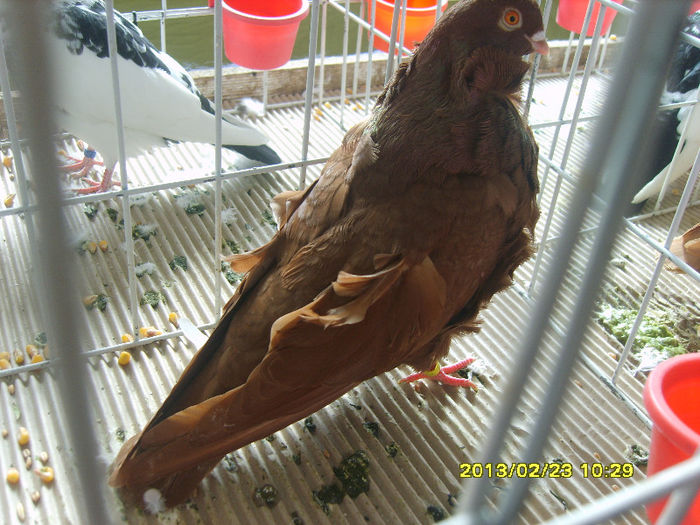 S8304397 - Expozitie Brasov 22-24 feb 2013