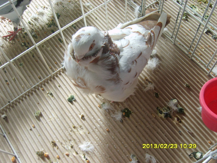 S8304399 - Expozitie Brasov 22-24 feb 2013