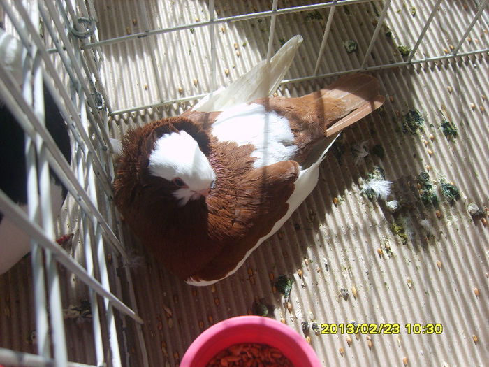 S8304400 - Expozitie Brasov 22-24 feb 2013