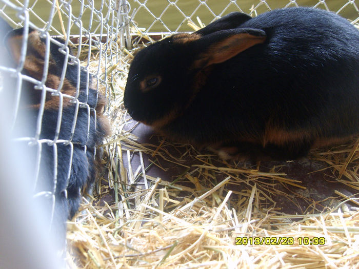 S8304405 - Expozitie Brasov 22-24 feb 2013