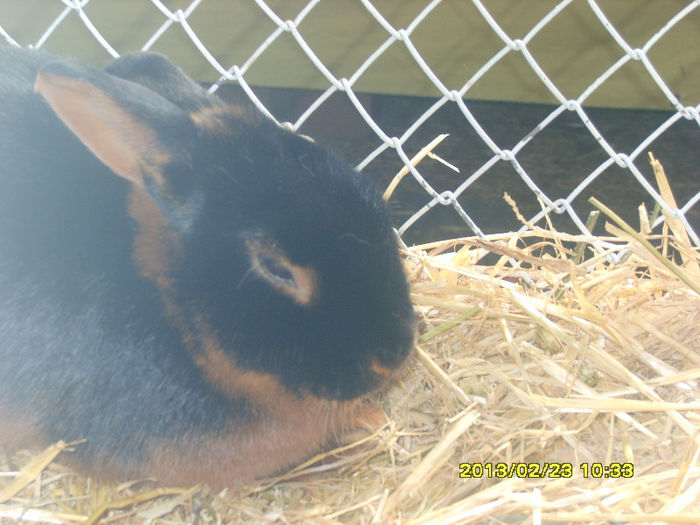 S8304406 - Expozitie Brasov 22-24 feb 2013