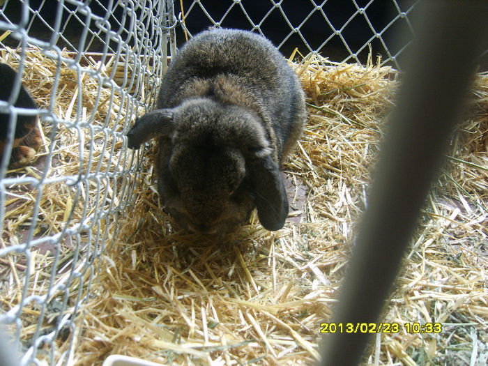 S8304407 - Expozitie Brasov 22-24 feb 2013