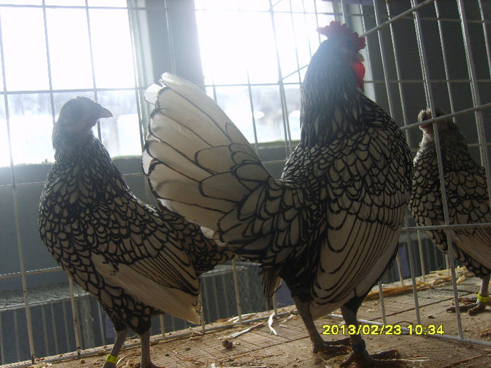 S8304409 - Expozitie Brasov 22-24 feb 2013