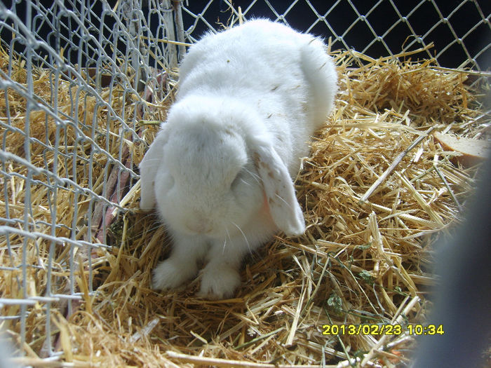 S8304410 - Expozitie Brasov 22-24 feb 2013