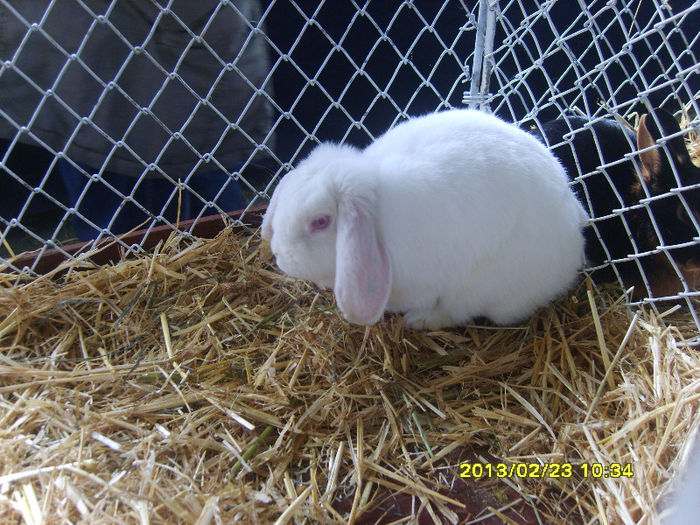 S8304412 - Expozitie Brasov 22-24 feb 2013