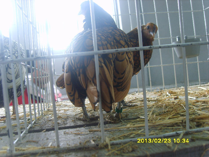 S8304413 - Expozitie Brasov 22-24 feb 2013