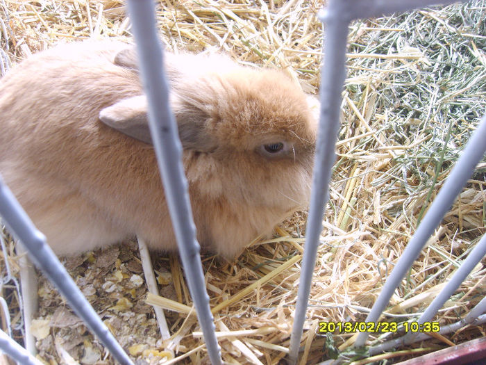 S8304421 - Expozitie Brasov 22-24 feb 2013