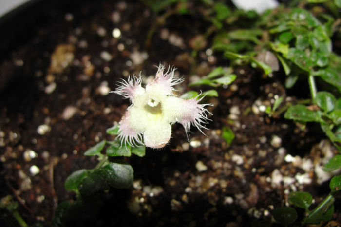 Neomortonia Rosea - Alte gesneriaceae