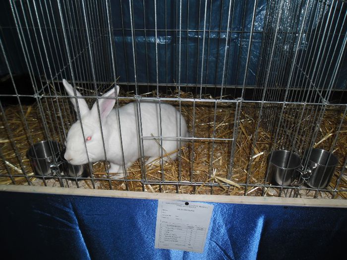 alb de debretzen - expozitie iepuri zalau 2013