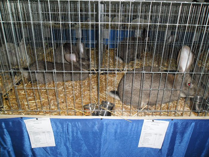 SAM_0253 - expozitie iepuri zalau 2013