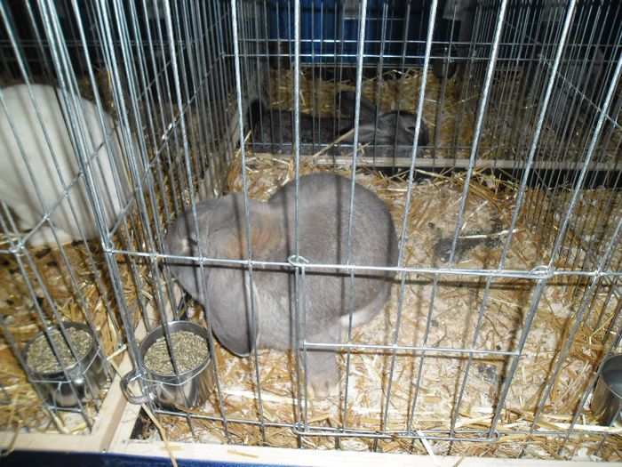 SAM_0267 - expozitie iepuri zalau 2013