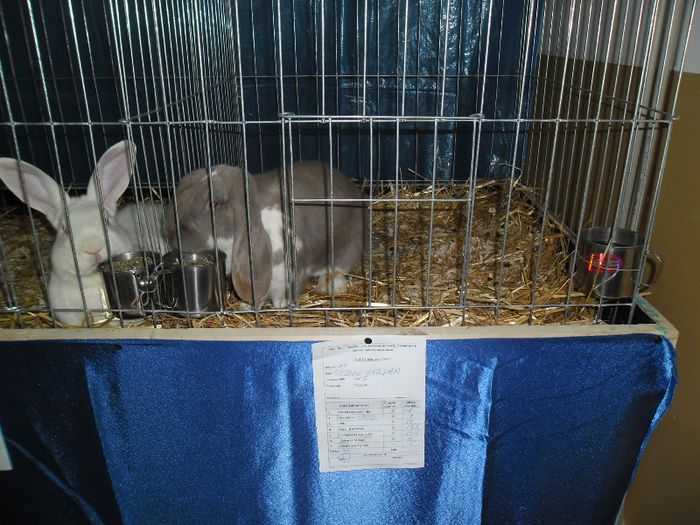SAM_0303 - expozitie iepuri zalau 2013