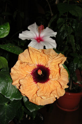 hibiscus Paper Tree - Hibiscus Gommer 1