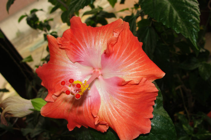 hibiscus Moorea Rita