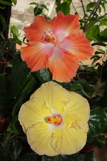 hibiscus Moorea Rita si hibiscus Suntan - Hibiscus Gommer 1