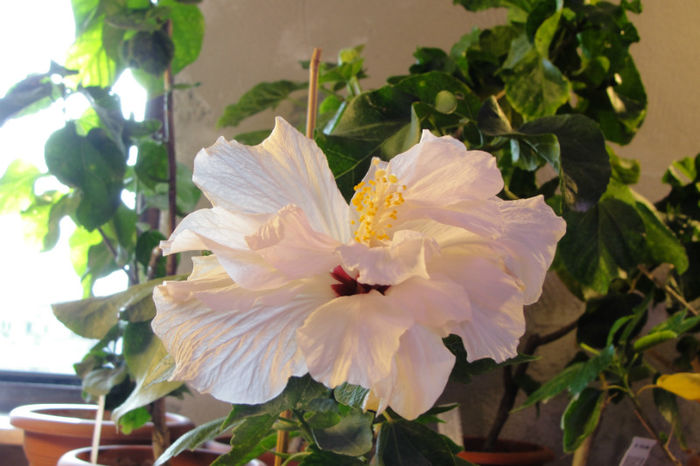 hibiscus Alb involt - Hibiscus-1