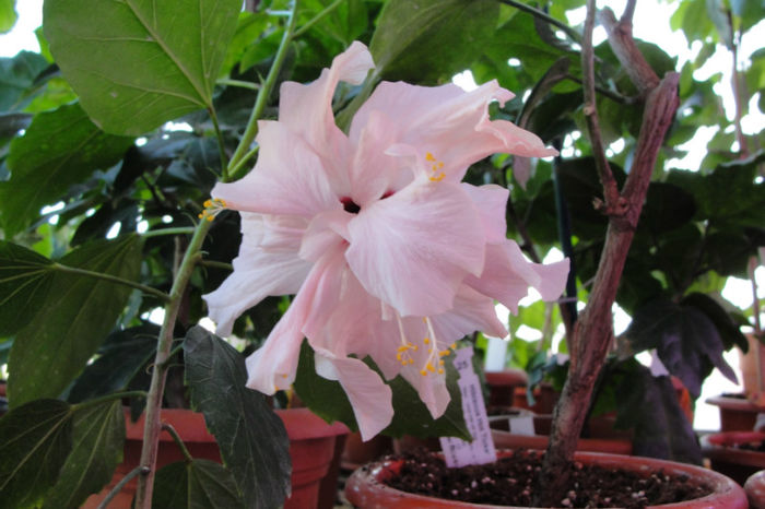 hibiscus Annelie - Hibiscus-1
