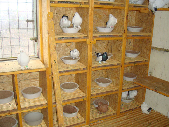 DSC02539