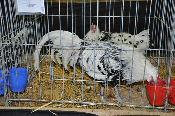 DSC_0216