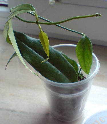 Hoya buotii - Hoya