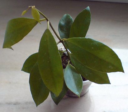 H. CV "Rebecca" (H. lacunosa 'Langkawi Island' si H. obscura) - Hoya