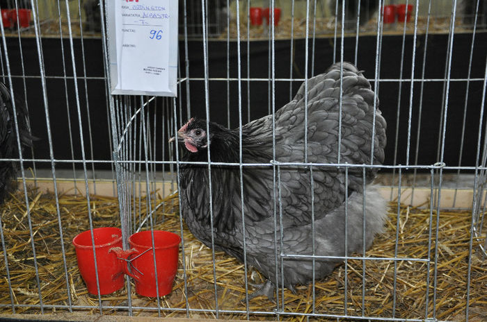 DSC_0291