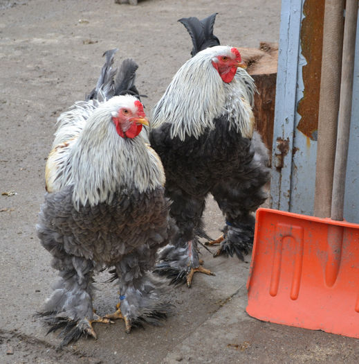 Brothers - B__Brahma Silver orange