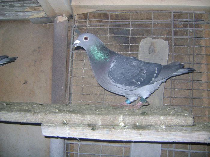 F PL 2010 - 6-poze porumbei 2013