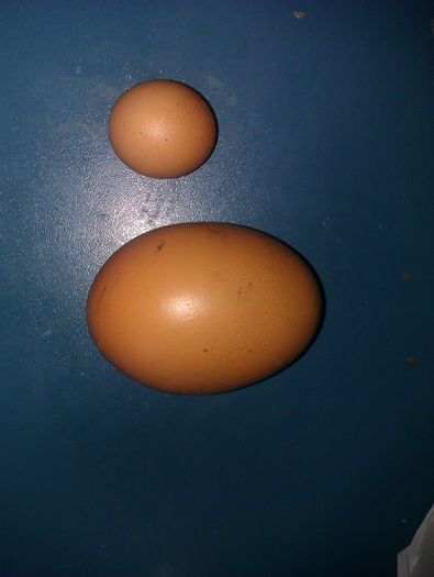 IMAG0021 - NOU un ou gigant de prepelita si oua de gaina