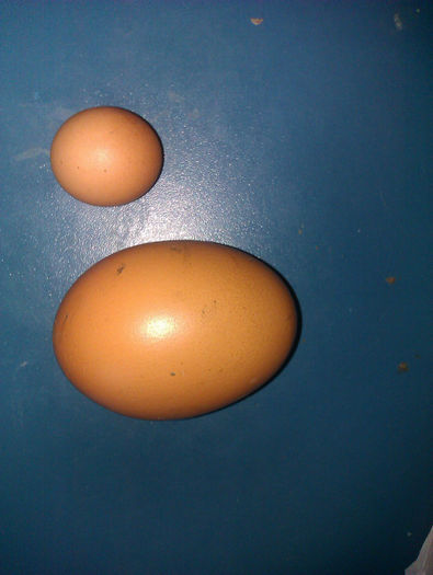 IMAG0022 - NOU un ou gigant de prepelita si oua de gaina