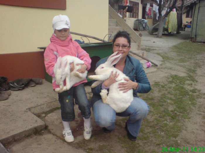 DSC01617 - iepuri uriasul alb