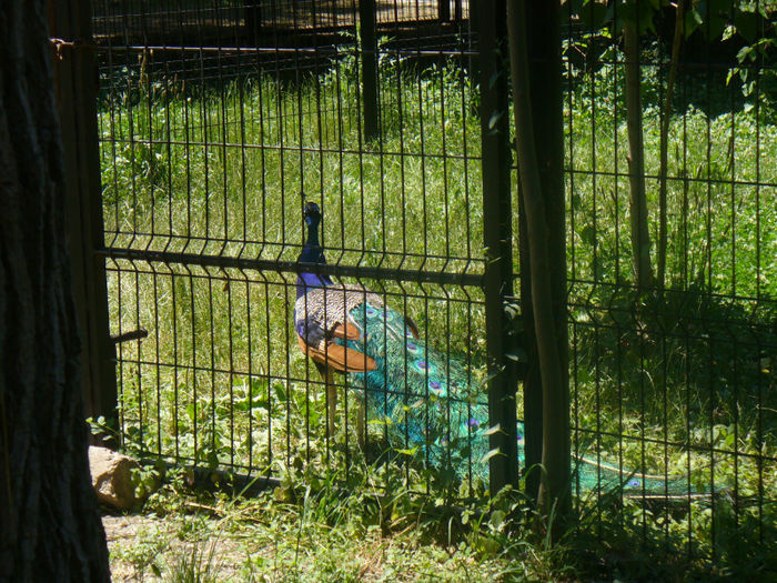 P1130839 - in vizita la zoo