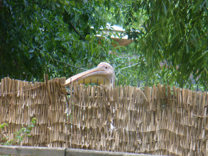 P1130918 - in vizita la zoo