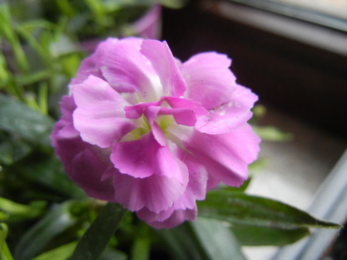 Pink Dianthus (2013, February 24) - DIANTHUS_Garoafe Garofite
