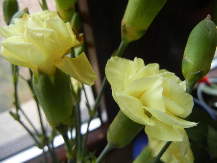 Yellow Dianthus (2013, February 24)