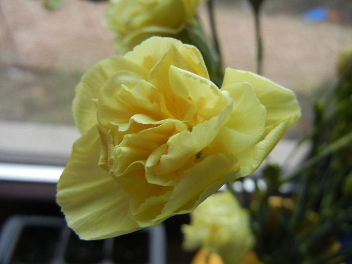 Yellow Dianthus (2013, February 24) - DIANTHUS_Garoafe Garofite