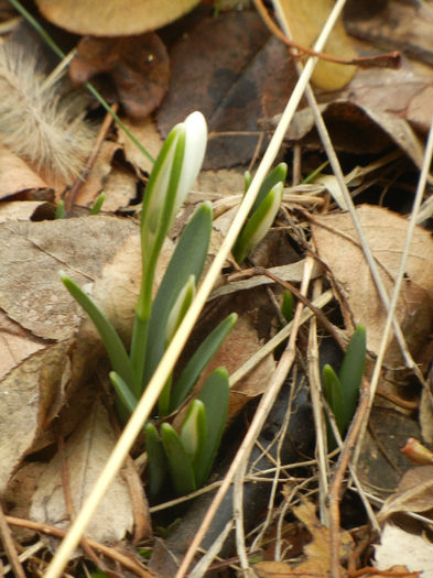 Snowdrops (2013, February 13) - GHIOCEI_Galanthus nivalis