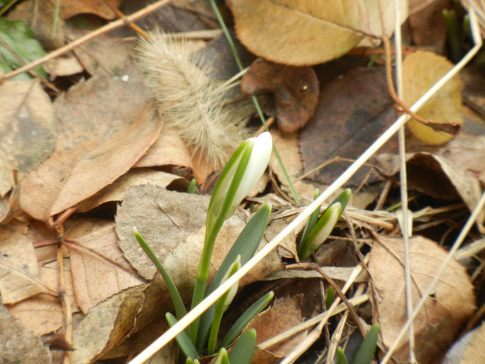Snowdrops (2013, February 13) - GHIOCEI_Galanthus nivalis