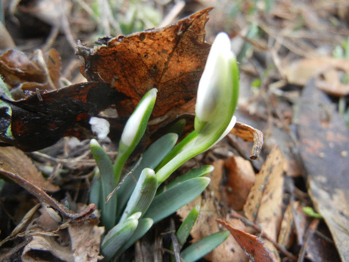 Snowdrops (2013, February 13) - GHIOCEI_Galanthus nivalis