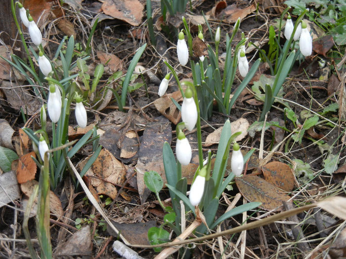 Snowdrops (2013, February 24) - GHIOCEI_Galanthus nivalis