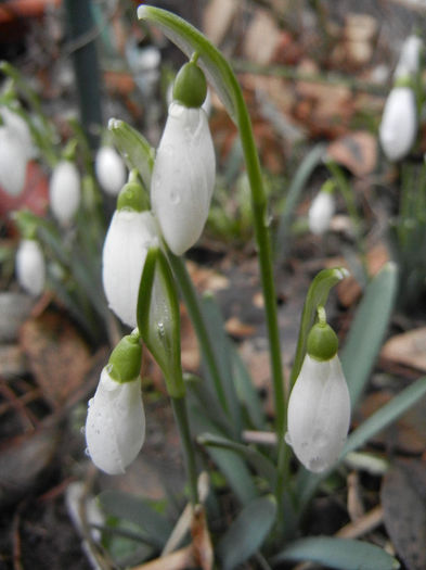 Snowdrops (2013, February 25) - GHIOCEI_Galanthus nivalis