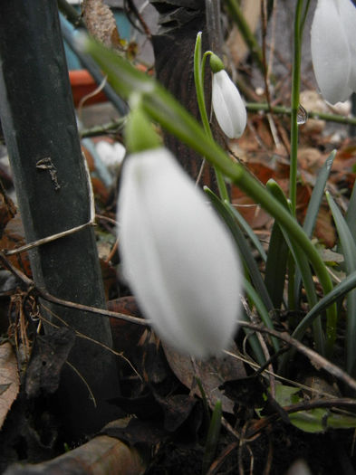 Snowdrops (2013, February 25)