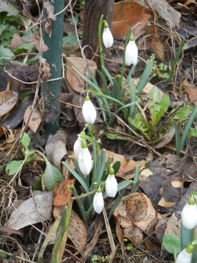 Snowdrops (2013, February 25)