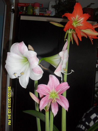 SDC13043 - 2_Amaryllis-2013