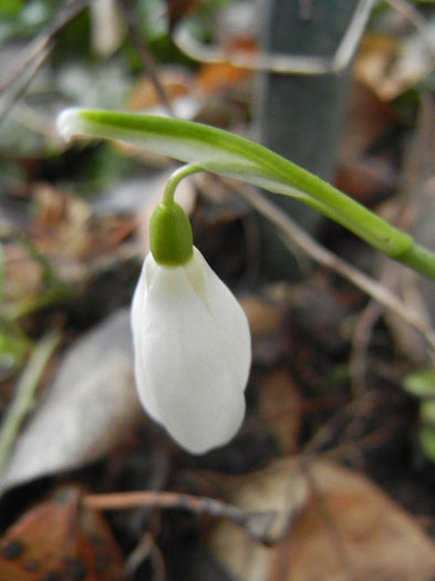 Snowdrops (2013, February 25) - GHIOCEI_Galanthus nivalis