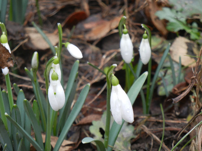 Snowdrops (2013, February 25) - GHIOCEI_Galanthus nivalis