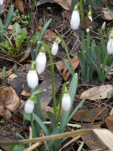 Snowdrops (2013, February 25) - GHIOCEI_Galanthus nivalis