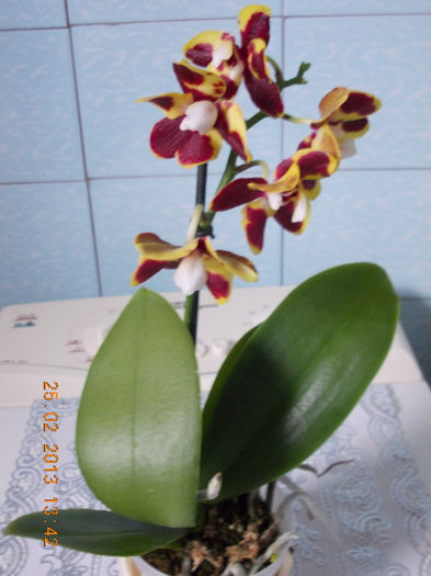 25 febr 2013-flori 005